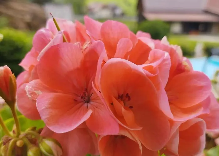 アパート Haus Kremser バド クラインキルヒハイム